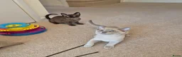 Burmese cats for sale: Pedigree Burmese Kittens - Advert 7
