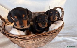Miniature Dachshund dogs for sale: Miniature Dachshund Puppies - Image 9