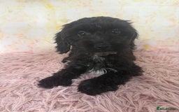 Cockapoo dogs for sale:  PRICE REDUCED: Quality F1 Black Cockapoo Puppies  - Image 7