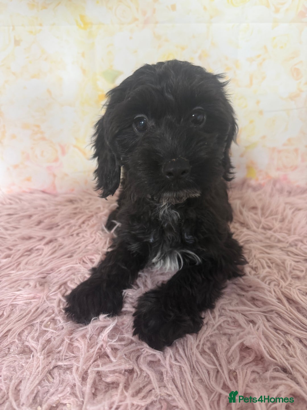 Cockapoo dogs for sale:  PRICE REDUCED: Quality F1 Black Cockapoo Puppies  - Image 7