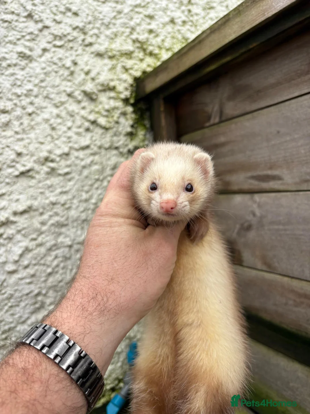 Ferret rodents for sale: Ferrets for sale  - Advert 3