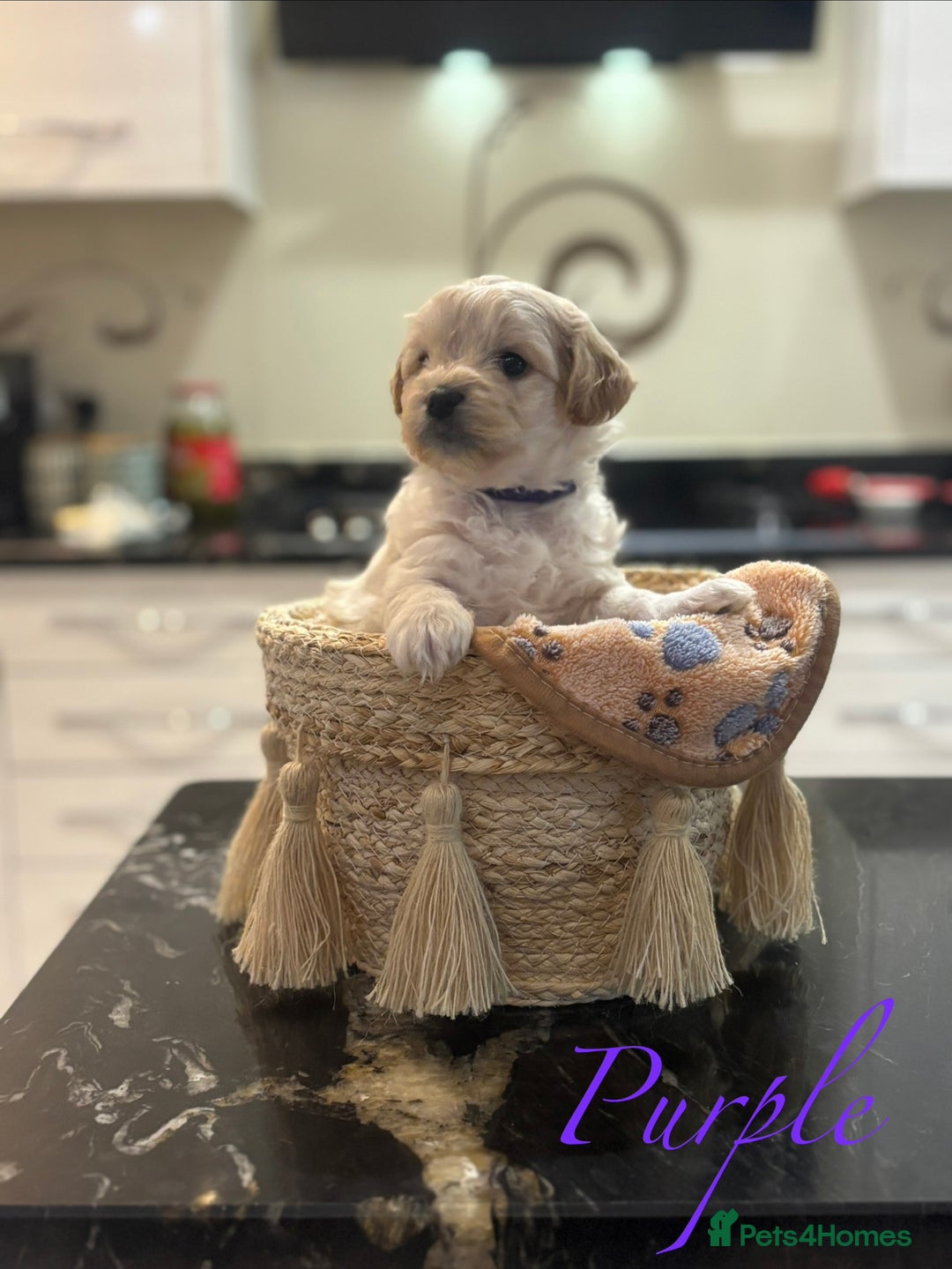 Mixed Breed dogs for sale: Peke-a-Chon puppies 🐶  - Image 14