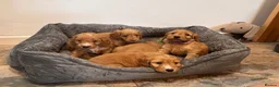 Cockapoo dogs for sale: Beautiful F1 Cockapoos  - Advert 4