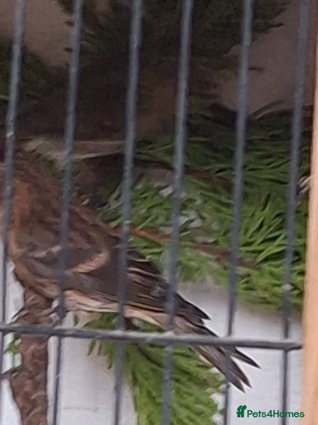 Canaries birds for sale: Birds for sale - Advert 2