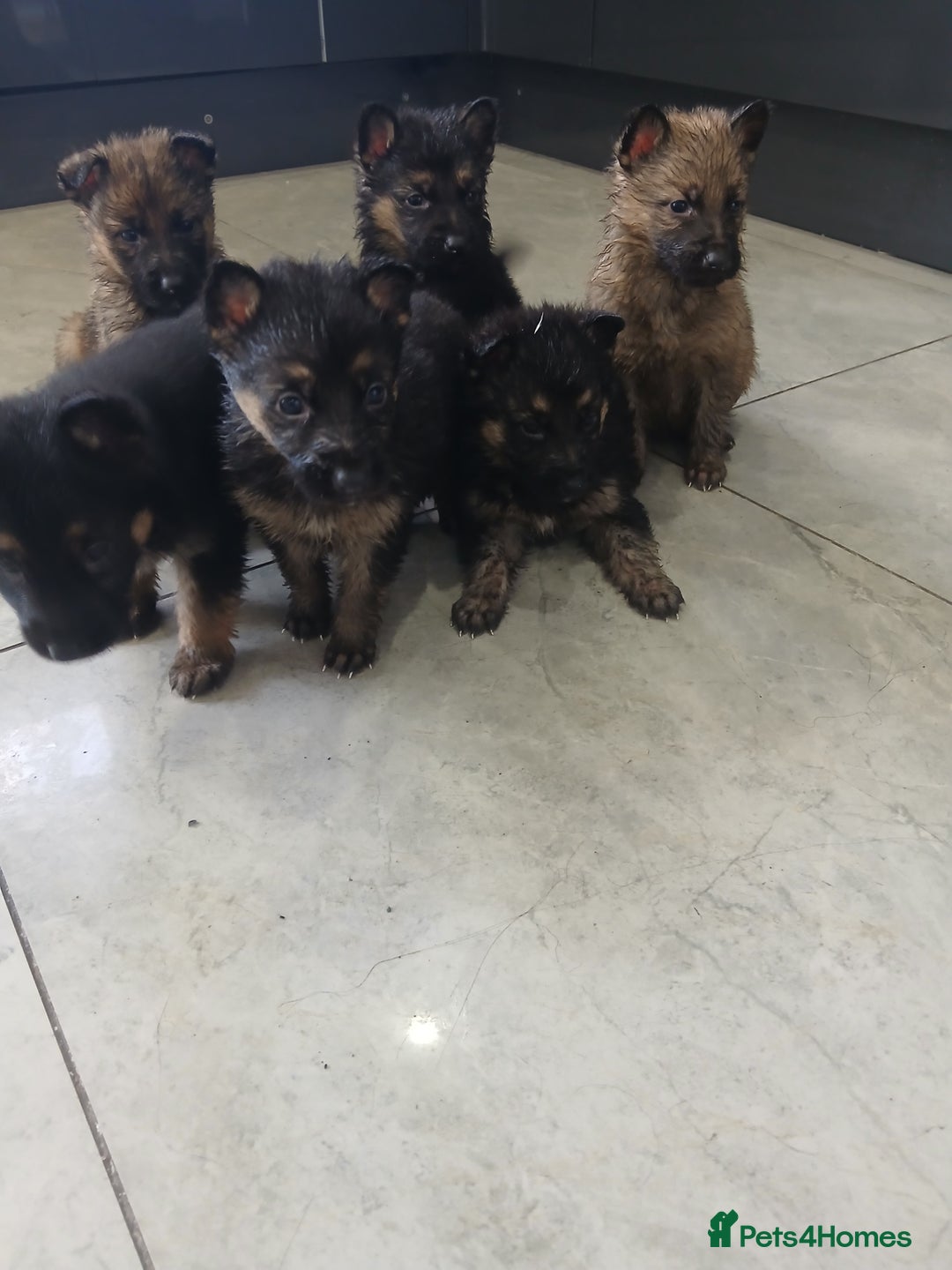 German Shepherd dogs for sale: German shepherd pups now ready for their new homes - Advert 4
