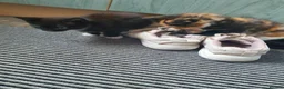 Mixed Breed cats for sale: 2 kittens for sale  - Advert 4