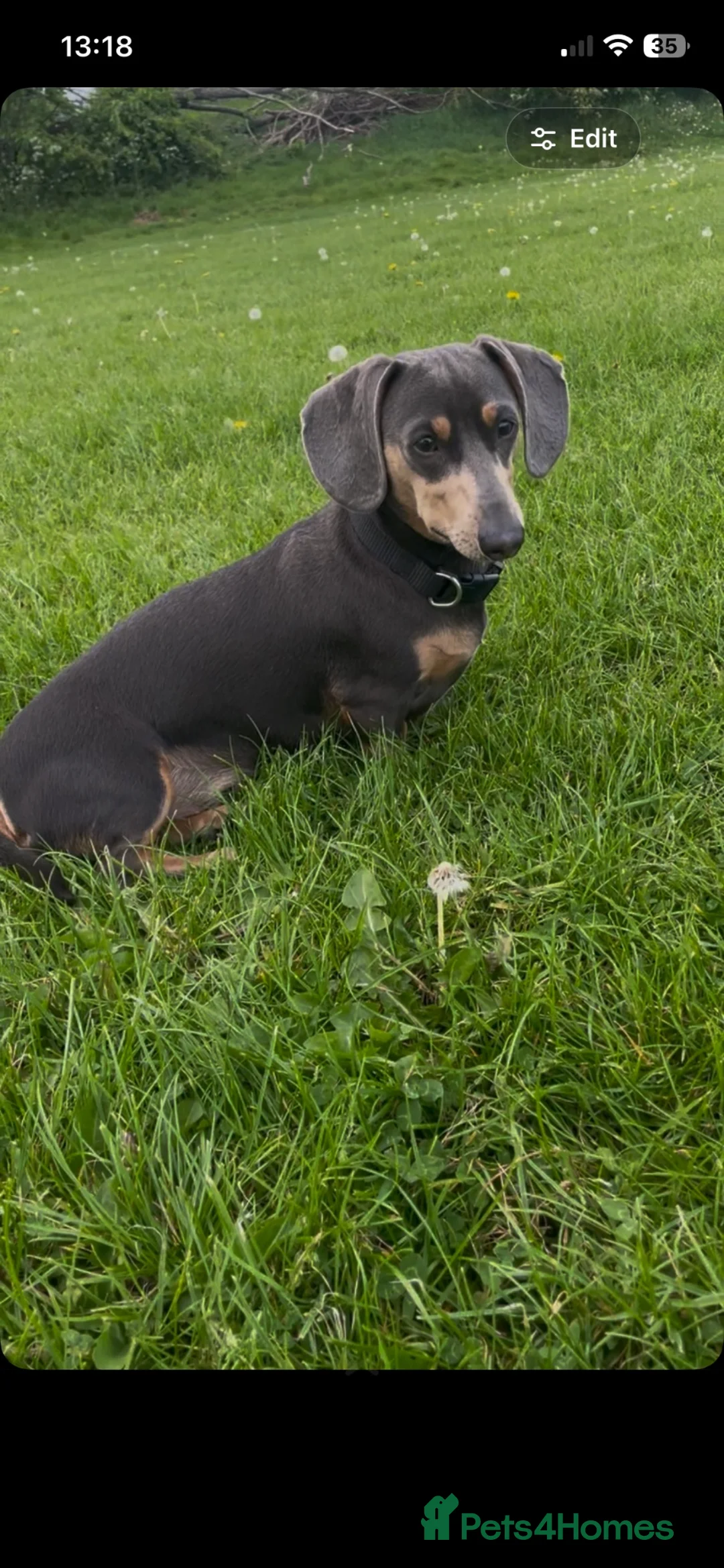 Miniature Dachshund dogs for stud: Blue miniature daschund  in Leeds - Advert 2