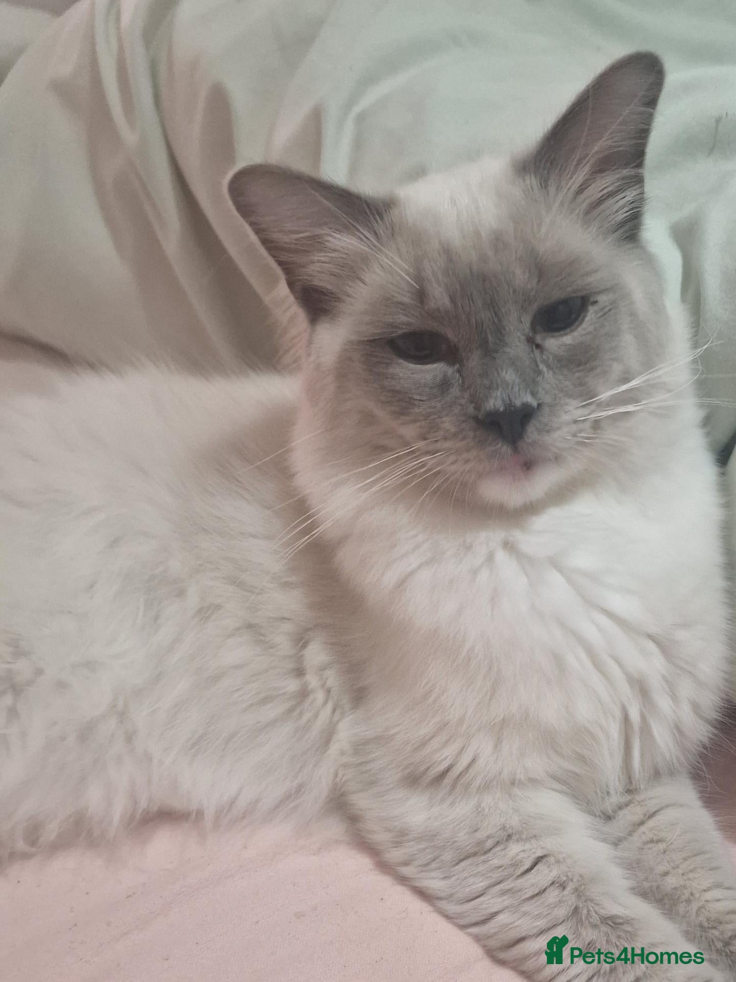Ragdoll cats Ragdolls 2 girls 1 boy - Advert 7