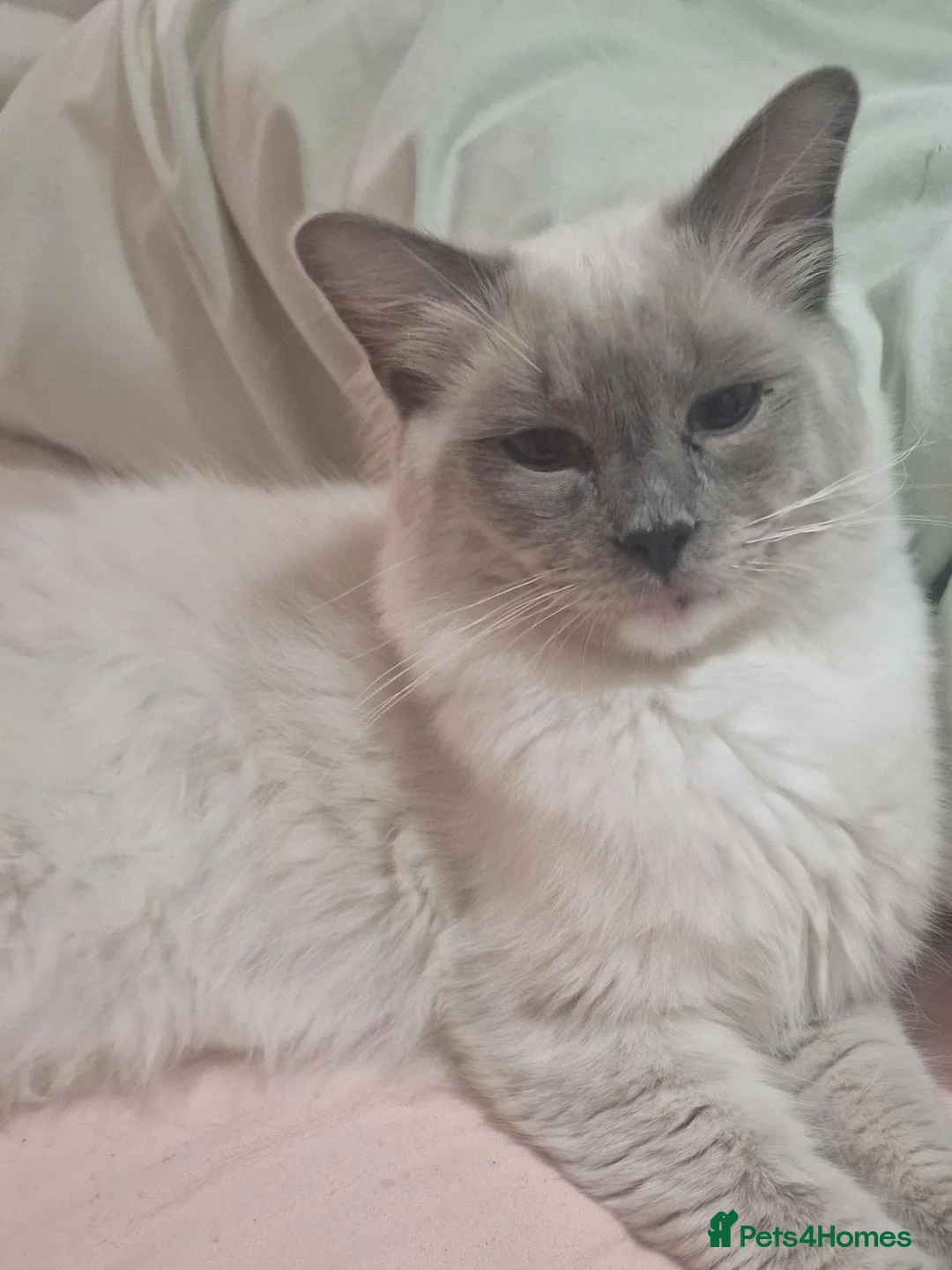 Ragdoll cats for sale: Ragdolls 2 girls 1 boy in East Boldon - Advert 1