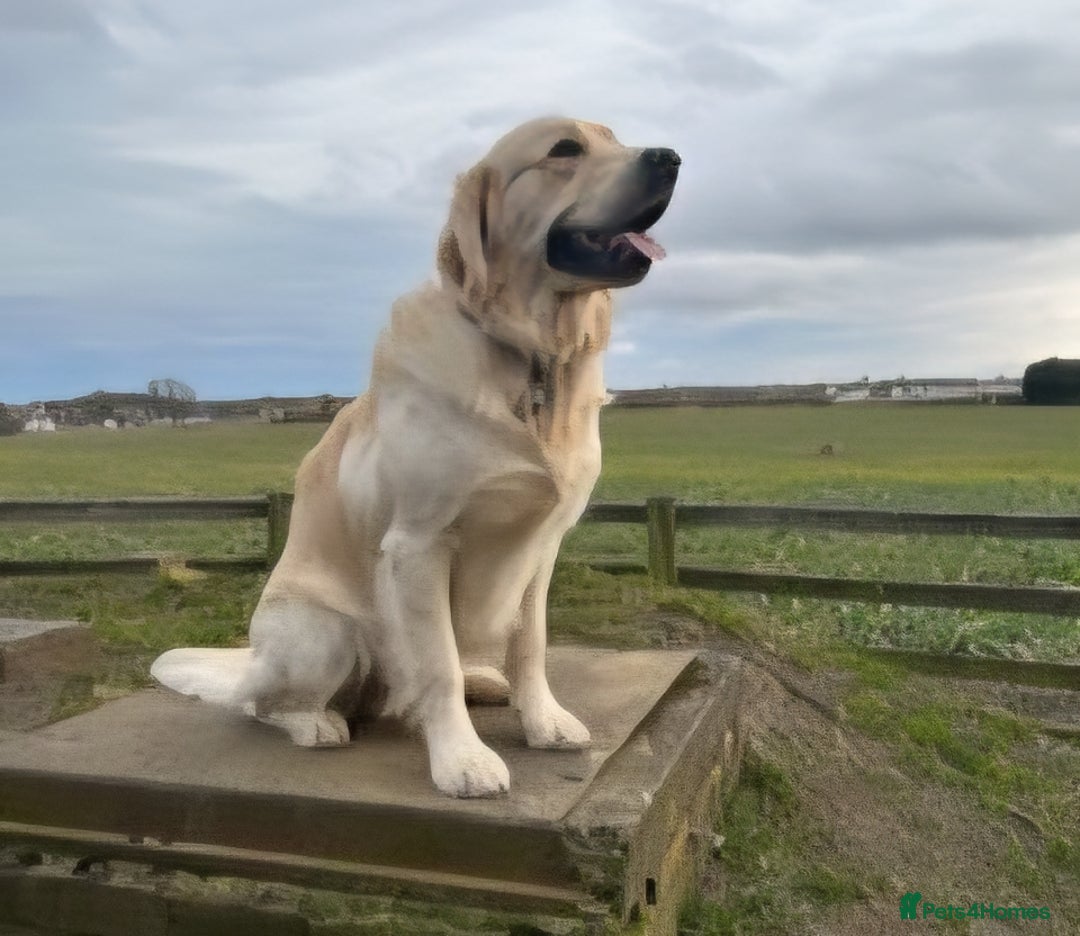 Golden Retriever dogs for sale: Chunky golden retrievers  - Advert 2