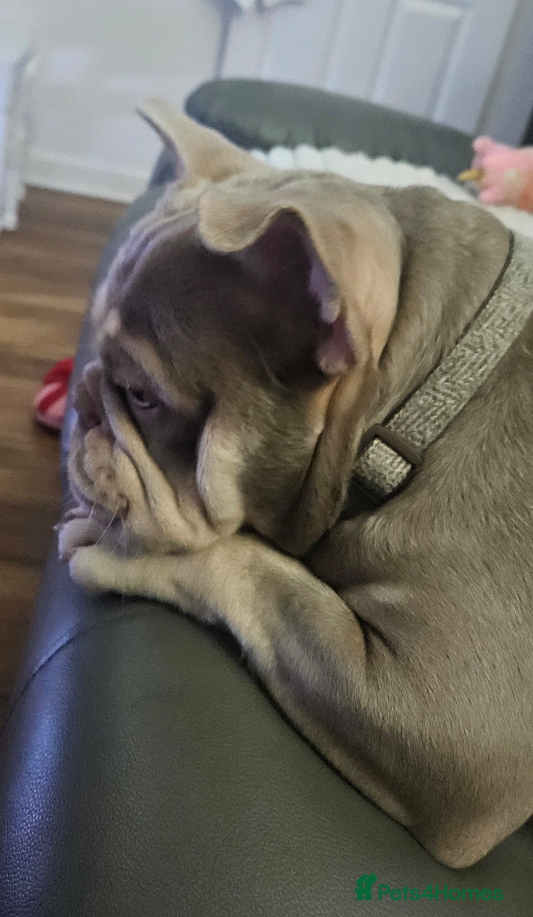 French Bulldog dogs for stud: New shade & tan carrying fluffy & cream - Advert 4