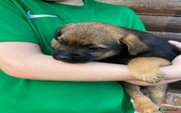Border Terrier dogs for sale: Pure border terrier puppies  - Advert 13