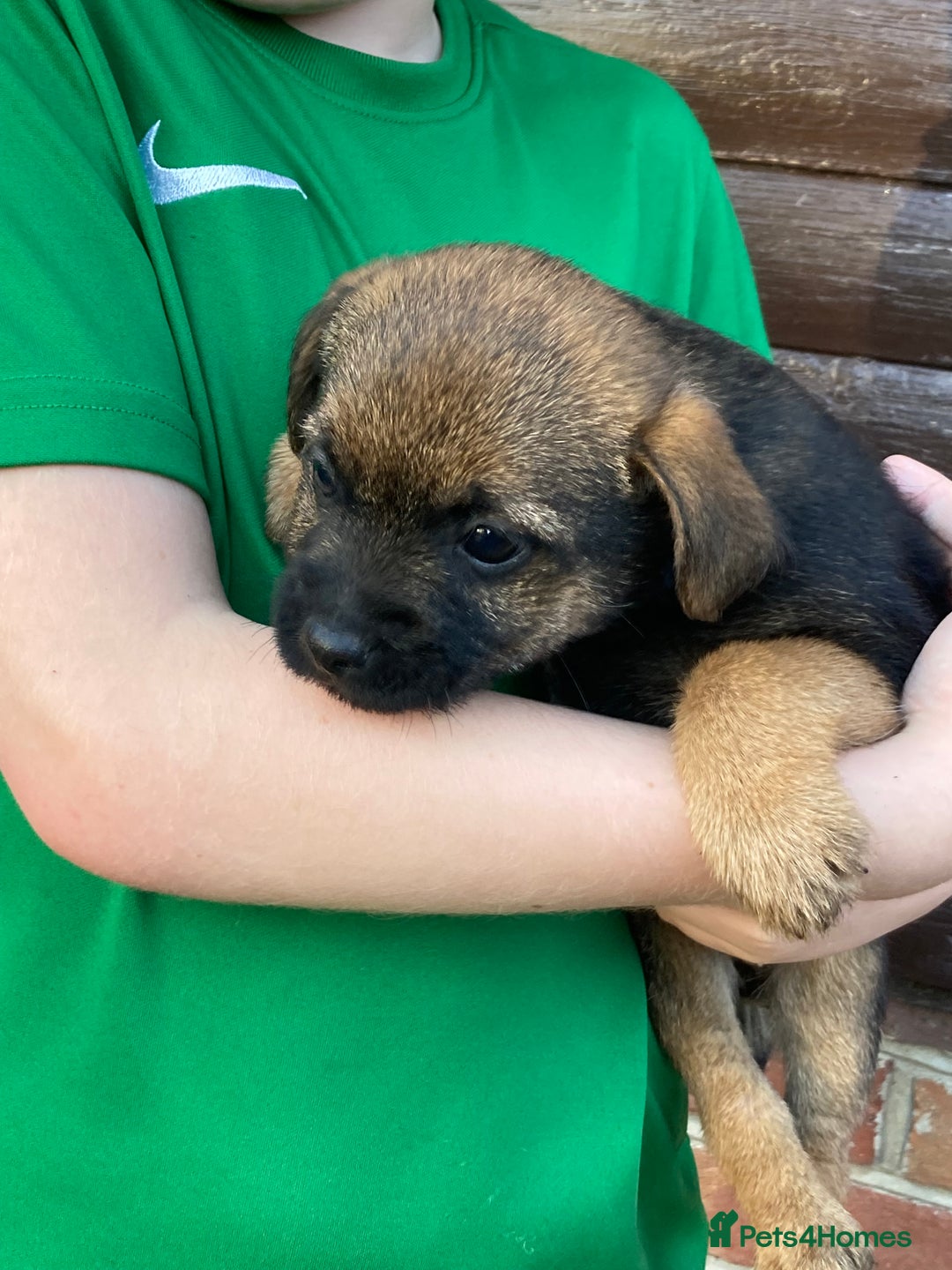 Border Terrier dogs for sale: Pure border terrier puppies  - Advert 13