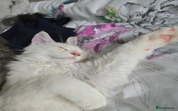 Maine Coon cats for sale: MAINE COON TICA REGISTERED KITTENS READY NOW  - Image 21