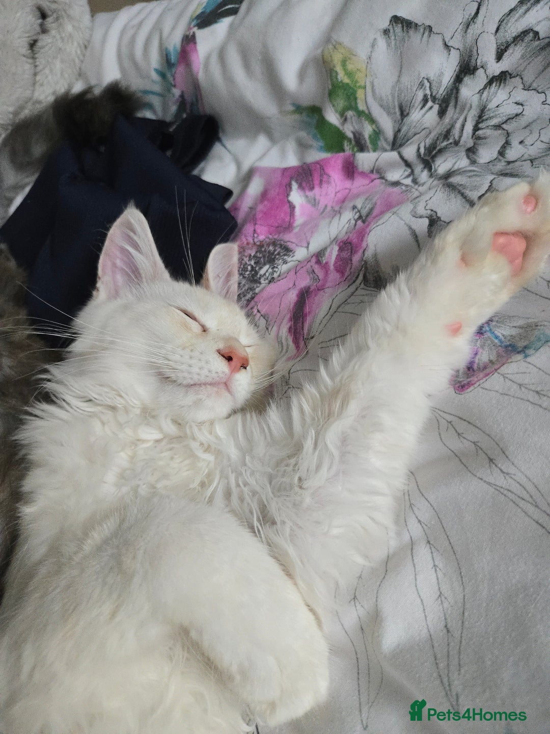 Maine Coon cats for sale: MAINE COON TICA REGISTERED KITTENS READY NOW  - Image 21