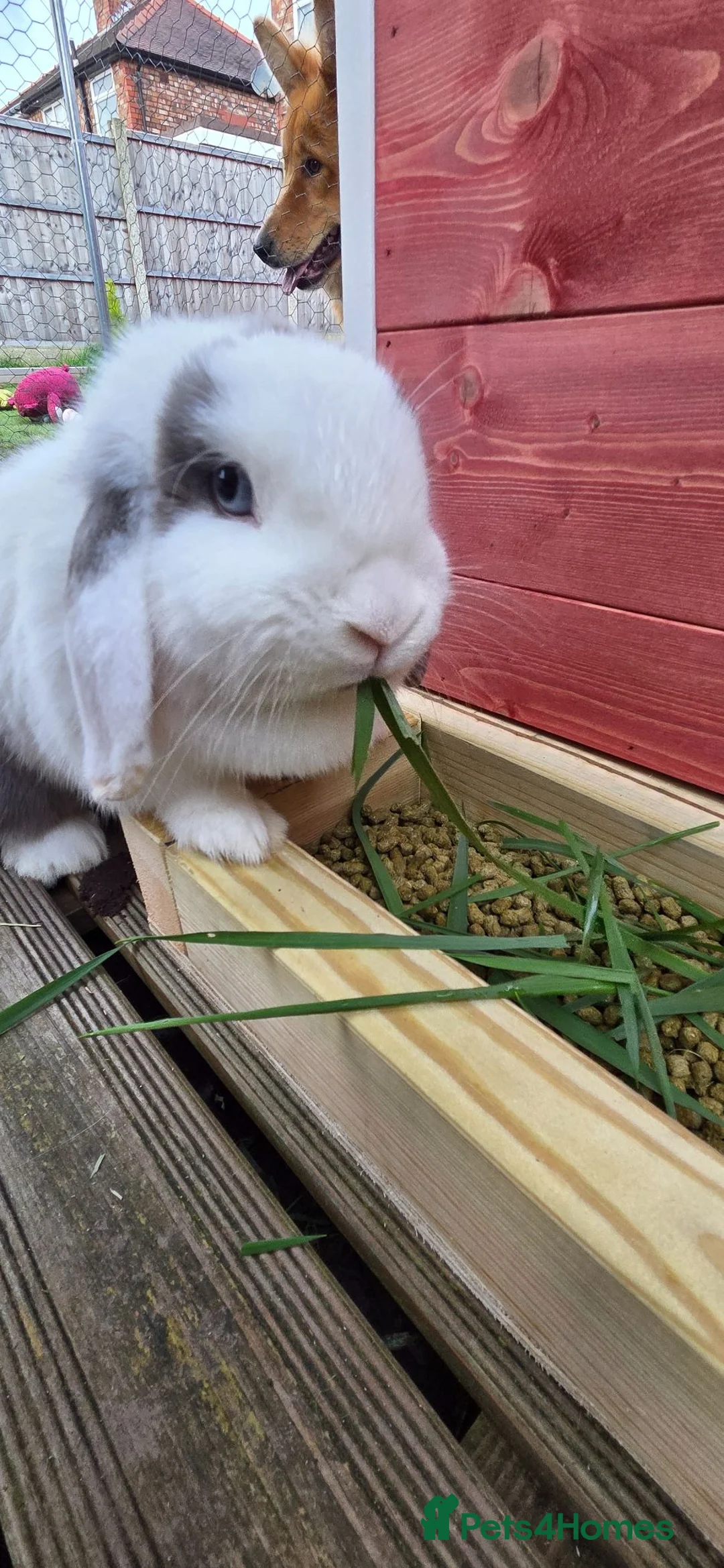 Mixed Breed rabbits for sale: 2x Female Rabbits - Advert 2