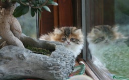 Exotic cats for sale: Beautiful Exotic Pedigree Kittens - Image 13