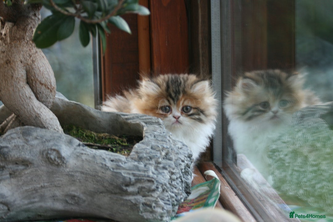 Exotic cats for sale: Beautiful Exotic Pedigree Kittens - Image 13