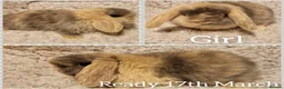 Mini Lop rabbits for sale: Stunning mini lop kits to reserve  - Advert 8