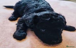 Toy Poodle dogs for sale: Black Boy Toy Poodles £1000 - Image 2