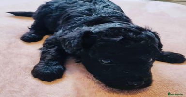 Toy Poodle dogs - Advert 12