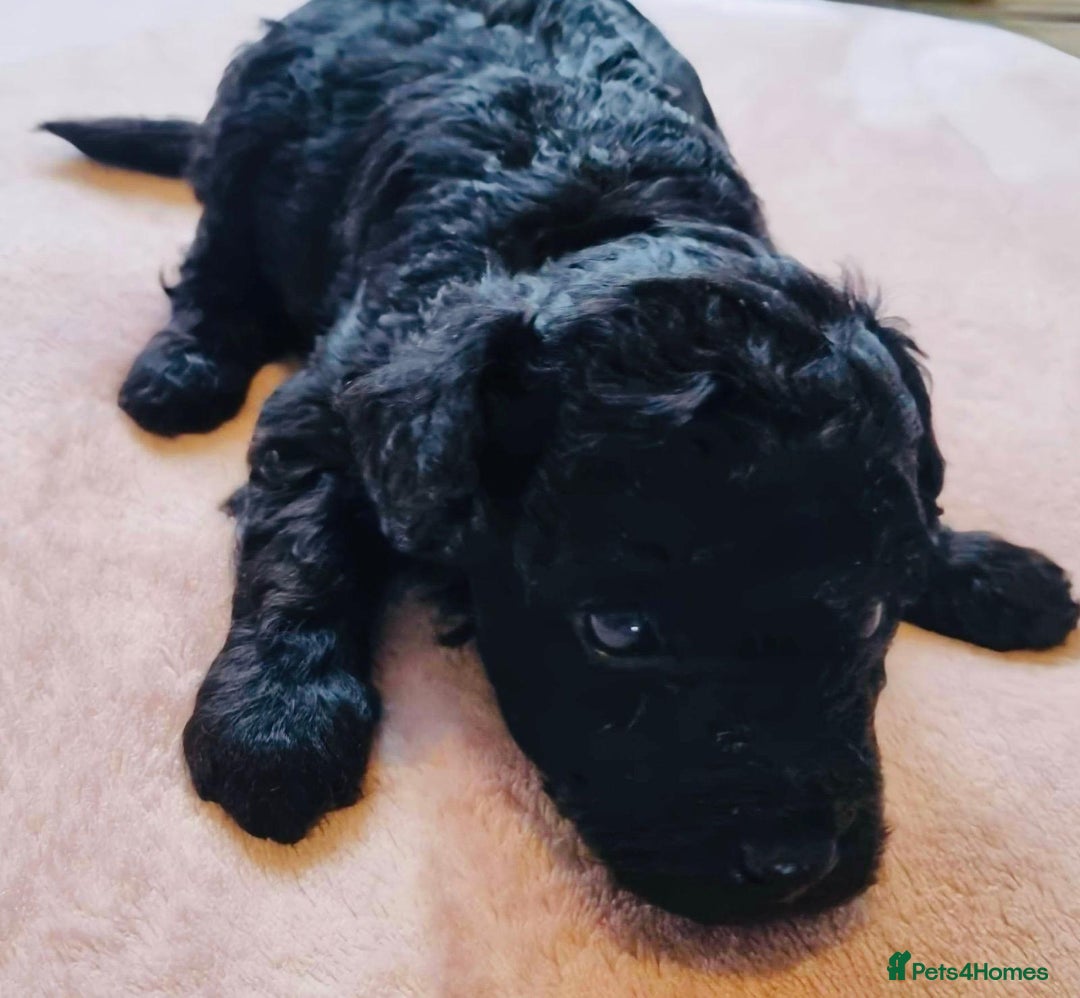 Toy Poodle dogs for sale: Black Boy Toy Poodles £1000 - Image 2