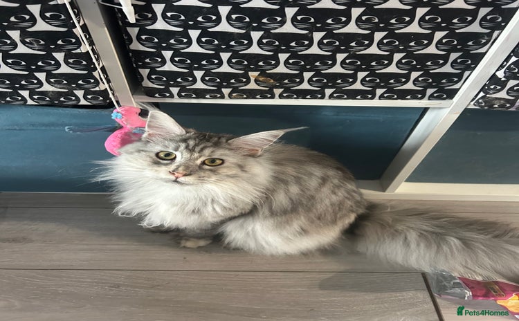 Maine Coon cats - Advert 14