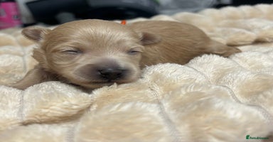 Maltipoo dogs - Advert 5