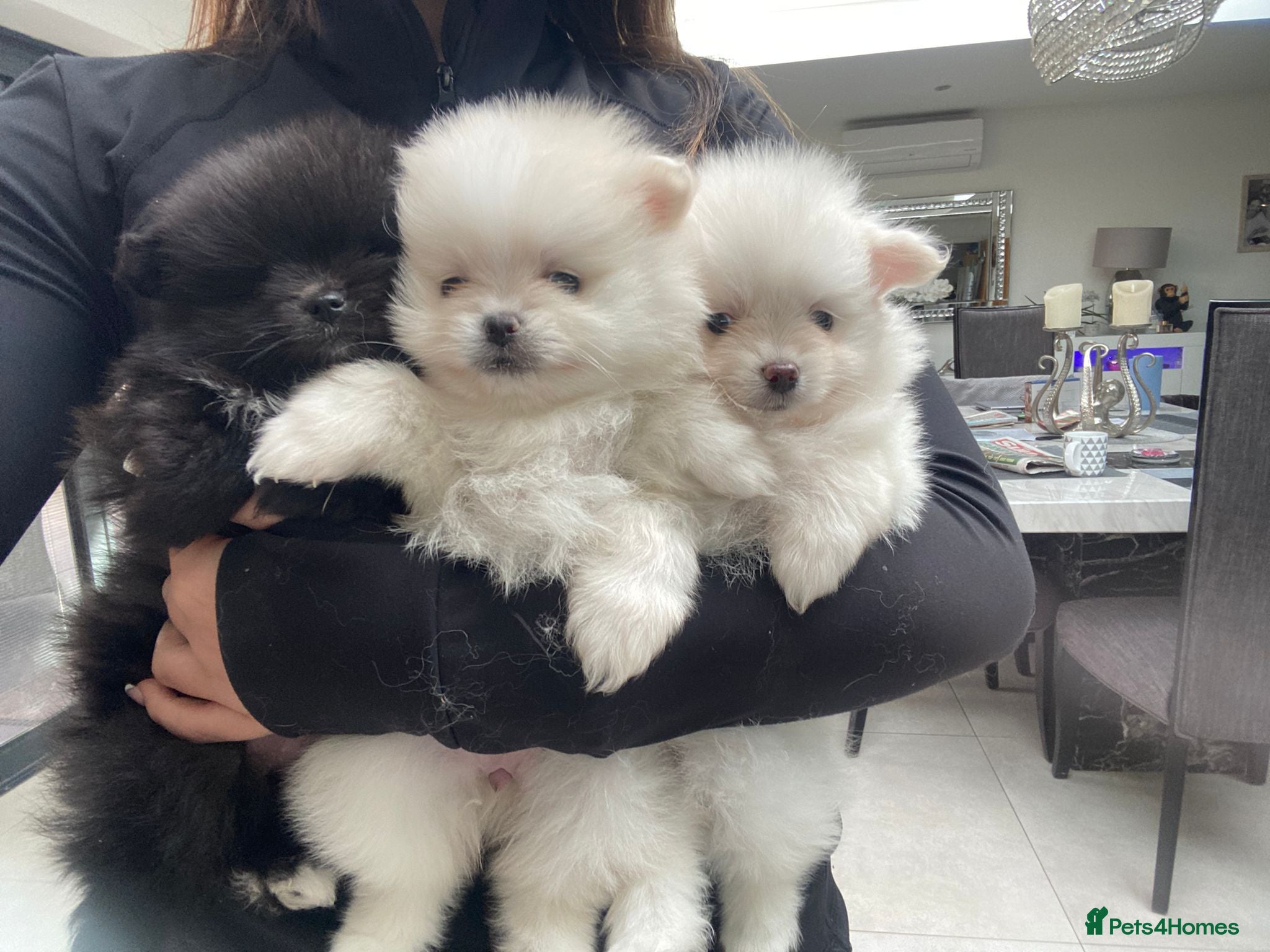 Pomeranian dogs Stunning Pomeranian Pups  - Advert 1