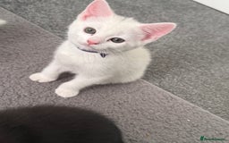 Mixed Breed cats for sale: Female kitten for sale  - Image 1