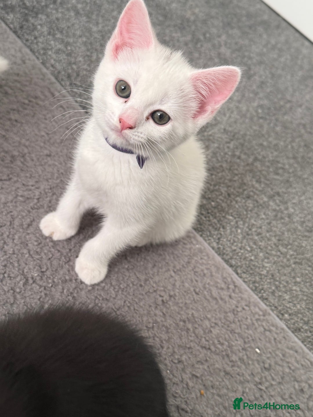Mixed Breed cats for sale: Female kitten for sale  - Image 1