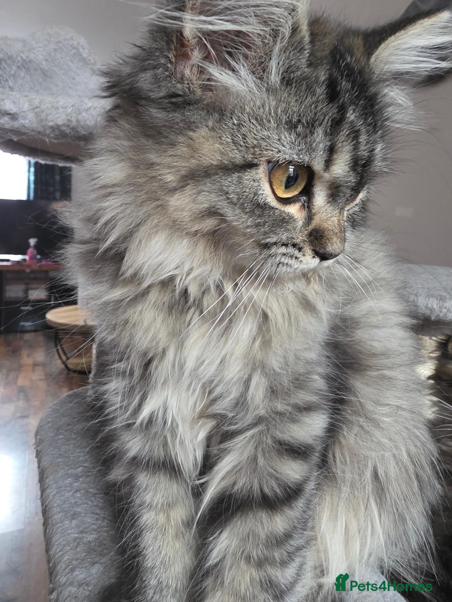 Persian cats Beautiful dollface persian kittens  - Advert 1