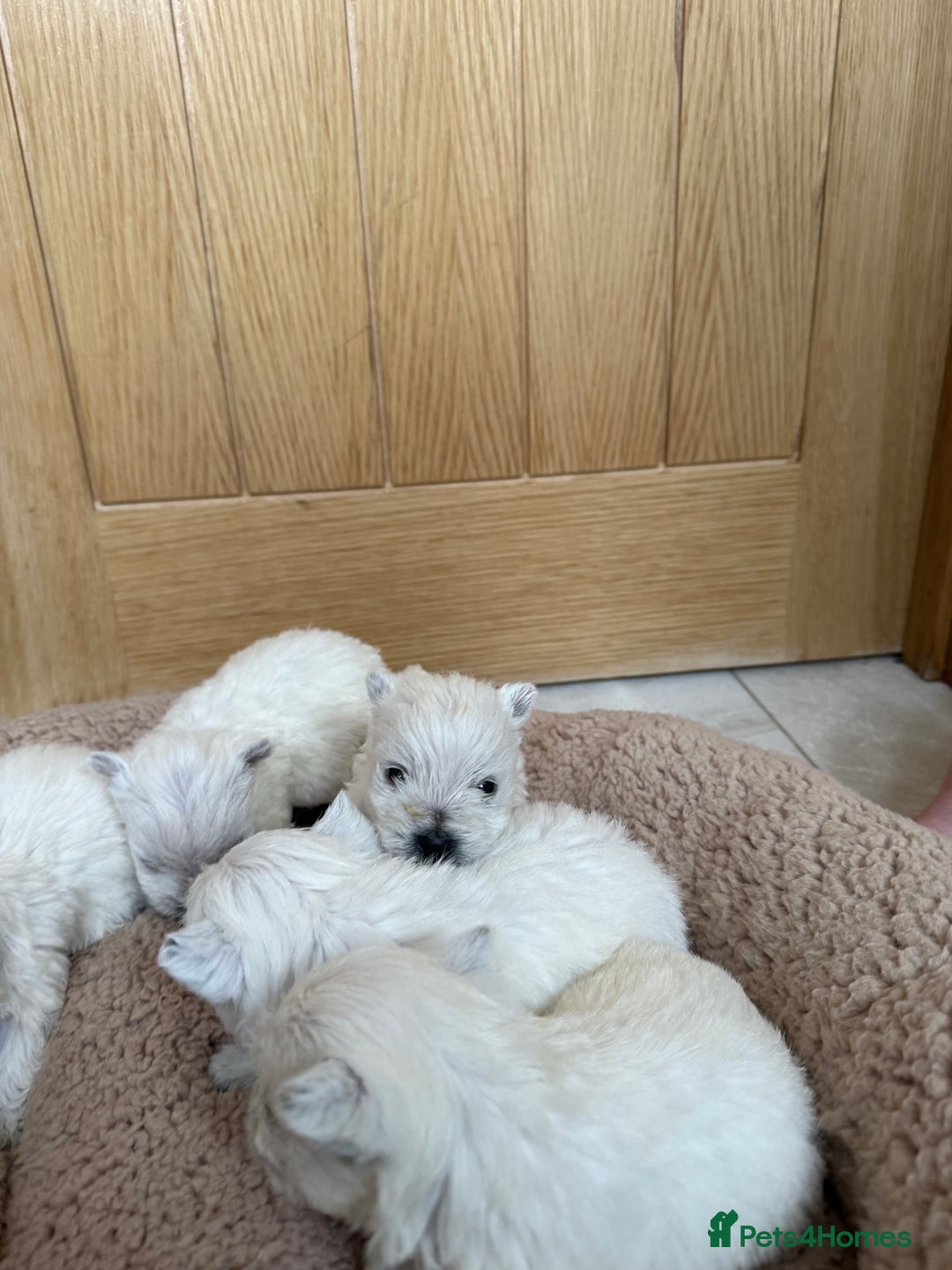 West Highland Terrier dogs for sale: Polish Bloodlines KC Westies.  - Advert 5