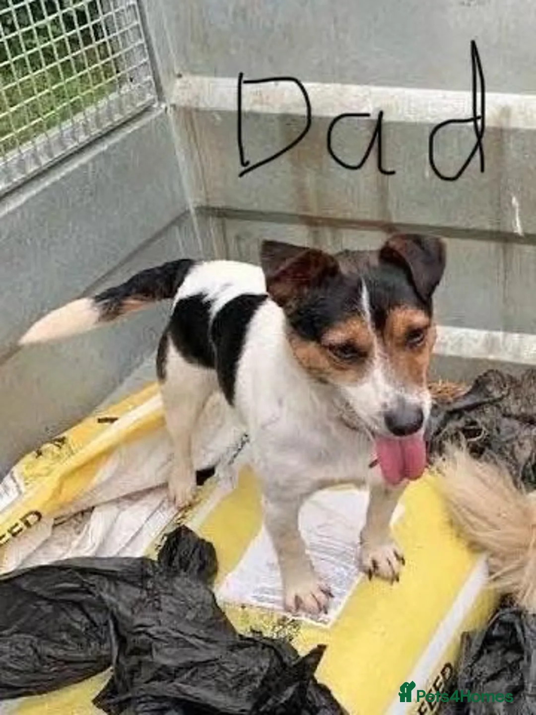 Jack Russell dogs for sale: Gorgeous Jack Russell Puppies - Advert 2