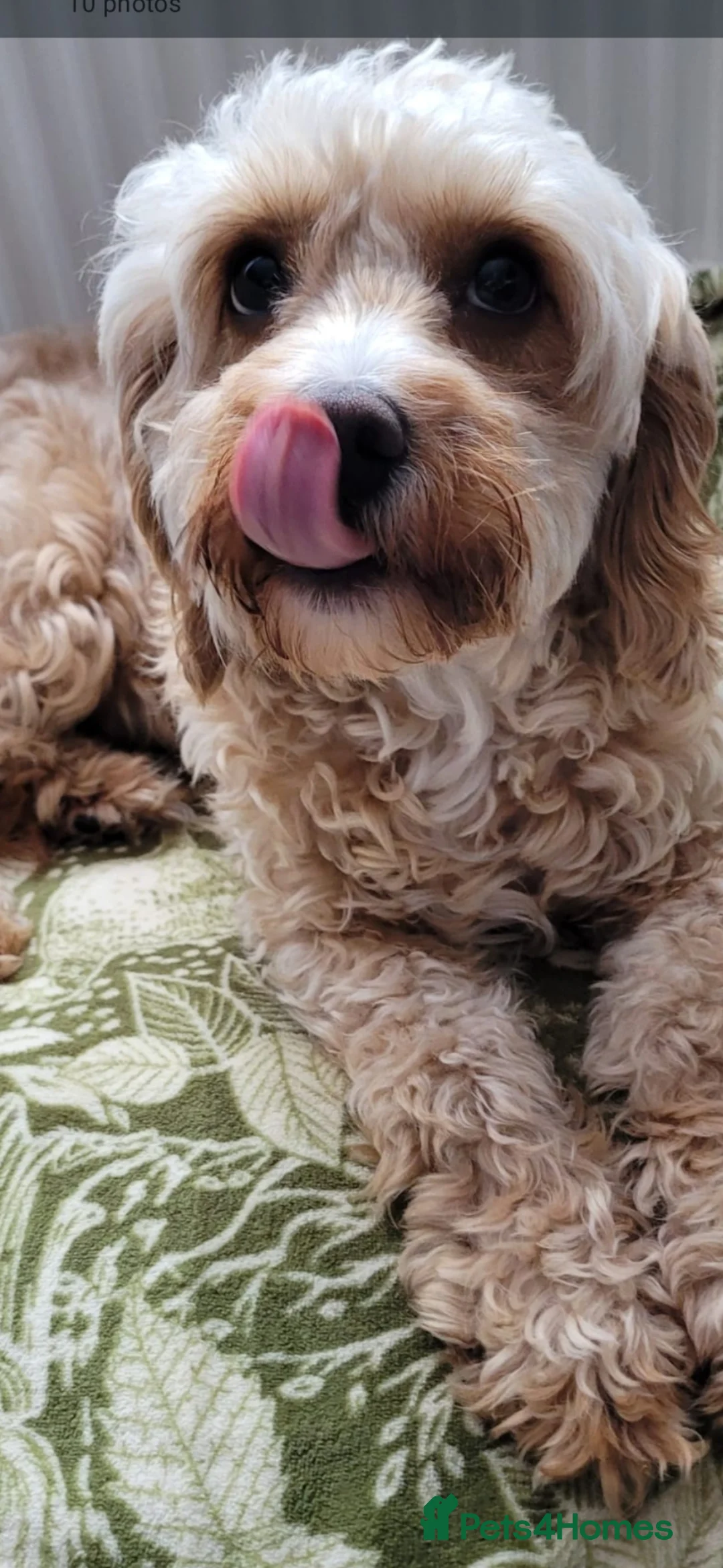 Cavapoo dogs for sale: HEALTH TESTED PARENTS. ETHICAL,STRUCTURED BREEDING - Advert 2