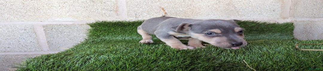 Jack Russell Puppy 2