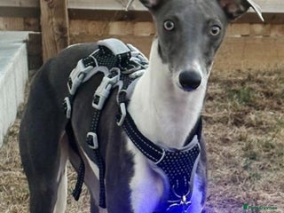 Miniature Dachshund dogs Miniature Daschund pra clear - Advert 5