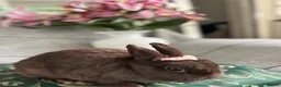 Netherland Dwarf rabbits for sale: choc brown Netherland dwarfs female adult - Advert 3