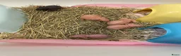 Guinea Pig rodents for sale: Male and female skinny pigs £250 per pair  in Glasgow - Advert 3