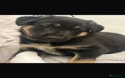 Mixed Breed dogs for sale: 3 fluffy Shollie German Shepard x Boarder Collie - Image 9