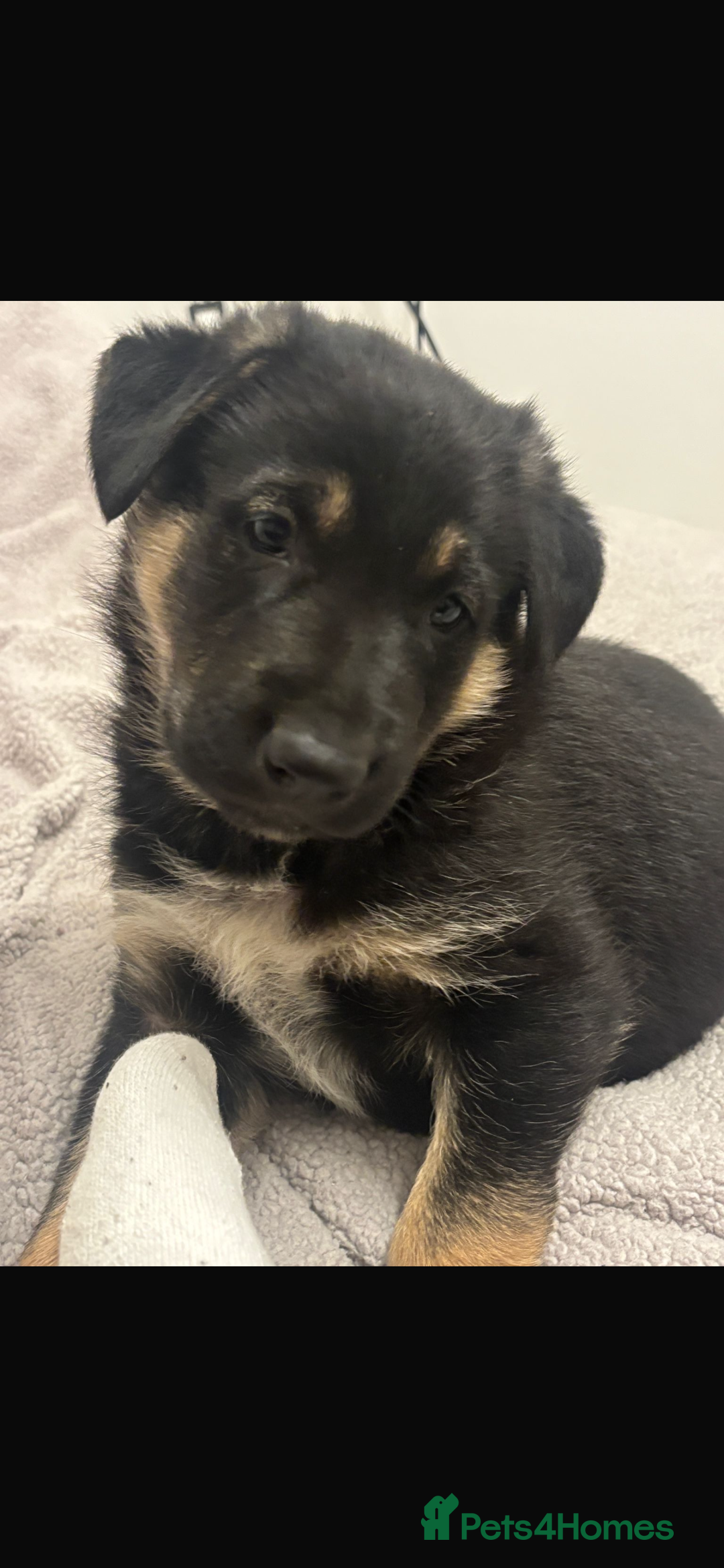Mixed Breed dogs for sale: 3 fluffy Shollie German Shepard x Boarder Collie - Image 9