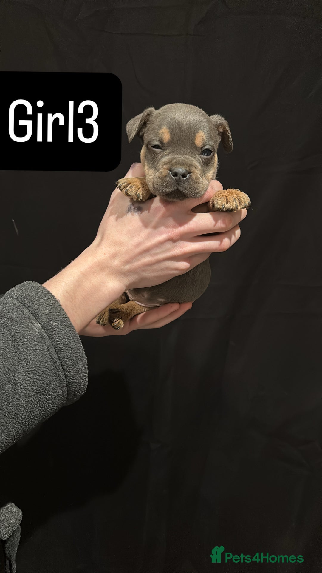 American Bulldog dogs for sale: Pocket bully’s  - Advert 10