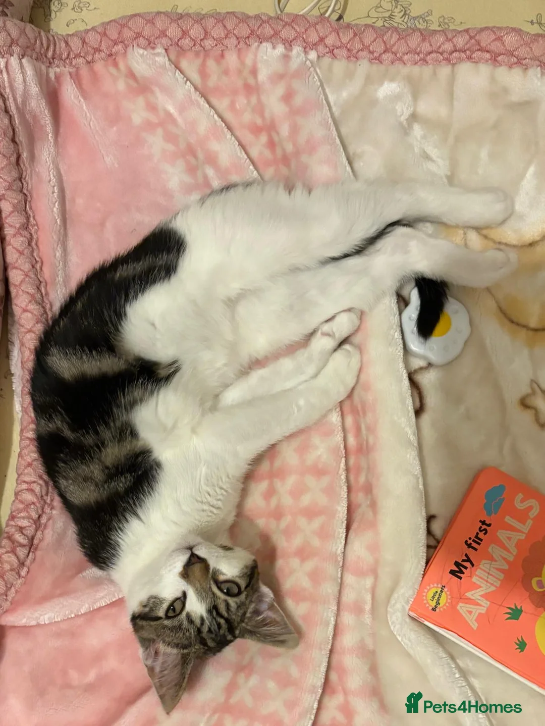 Mixed Breed cats for sale: Our cookie is looking for a new home  in Oldham - Advert 3