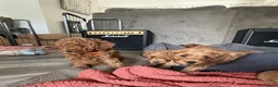 Cockapoo dogs for sale: F1 Cockapoo Puppies - Advert 2