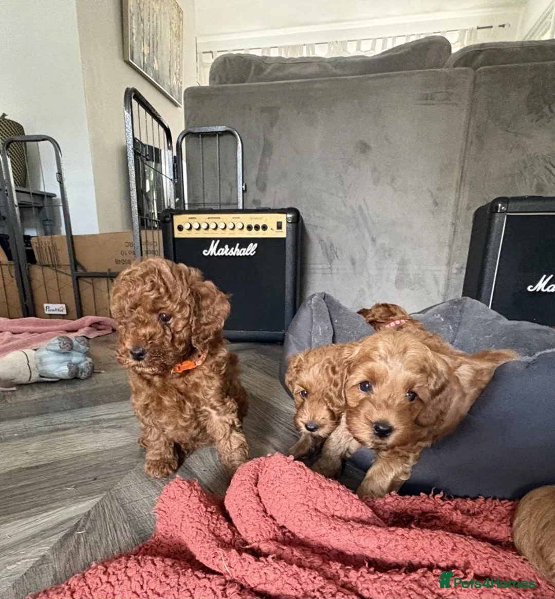 Cockapoo dogs for sale: F1 Cockapoo Puppies - Advert 2