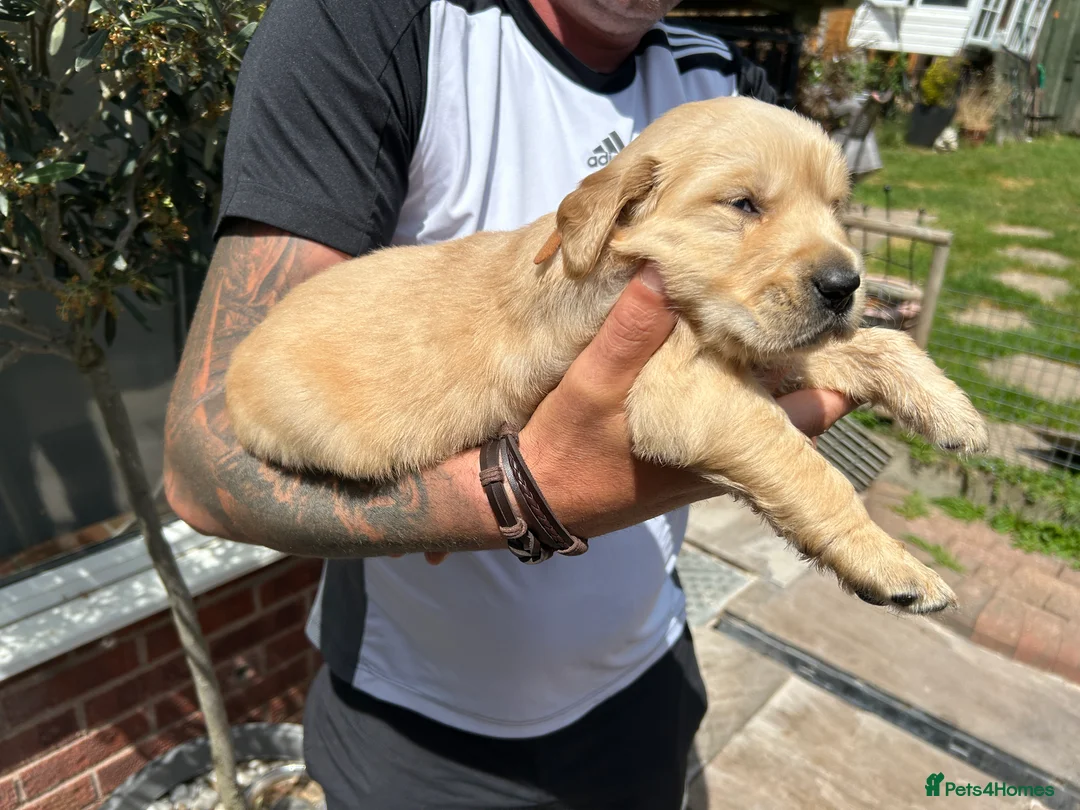 Golden Retriever dogs for sale: EXCEPȚIONAL GOLDEN RETRIVIER PUPPIES💙🩷 - Advert 2