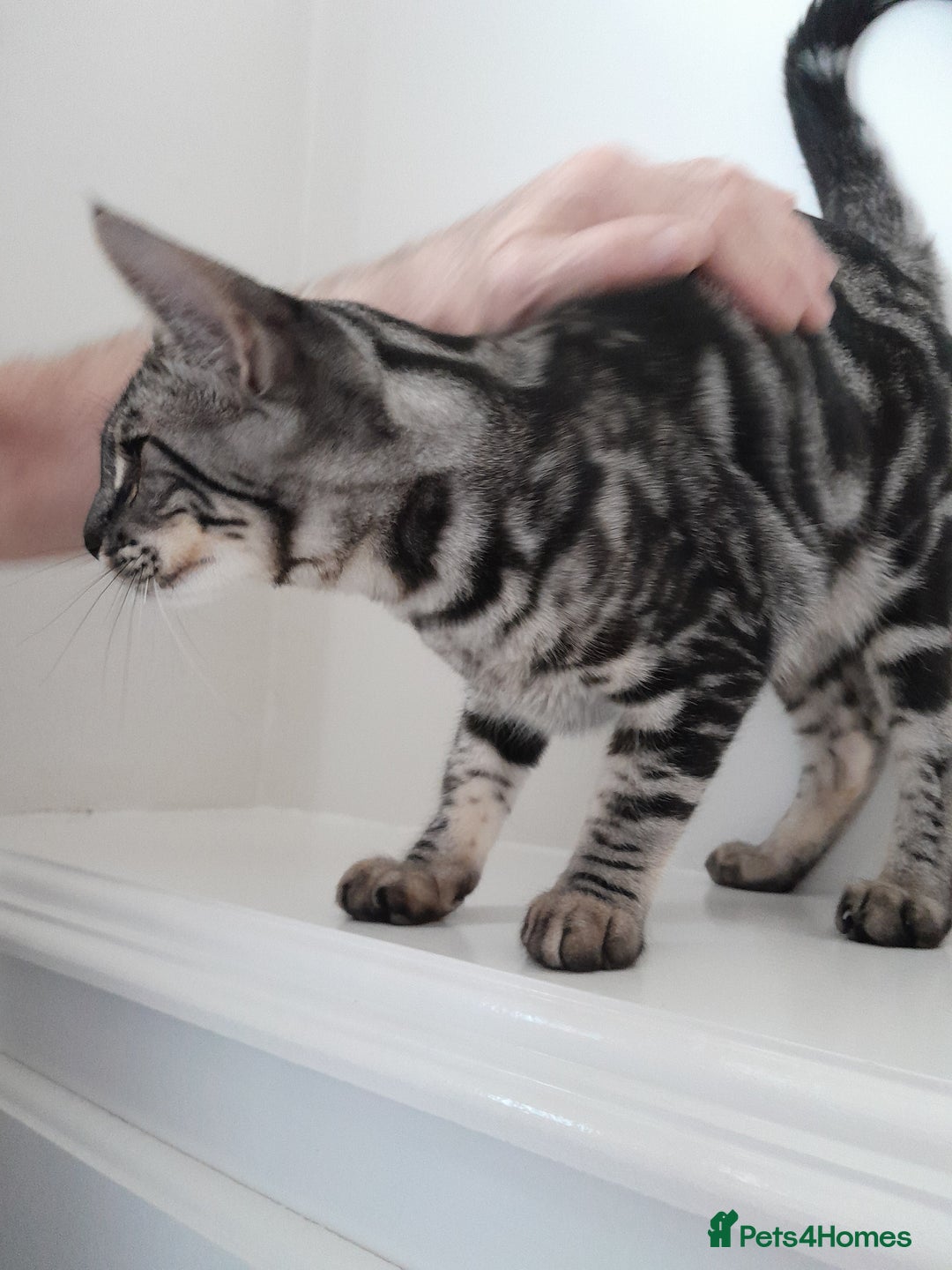 Savannah cats for sale: Full Pedigree & TICA Reg Marble Savannah Kitten - Image 17