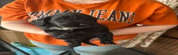 Sprocker dogs for sale: Beautiful sprocker spaniel puppies in Cheltenham - Advert 5