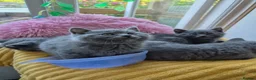 British Shorthair cats for sale: Ready! GCCF parents with champions in line,BSH - Advert 16