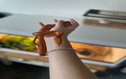 Corn Snake reptiles for sale: Corn Snake + Full Setup  - Image 1